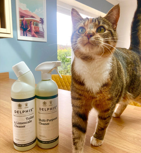 International Cat Day and the Importance of Pet-Friendly Cleaning Products